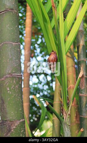 Brown Striped Shell Snail Crawling on the Sunset Palm Tree Trunk Stock Photo