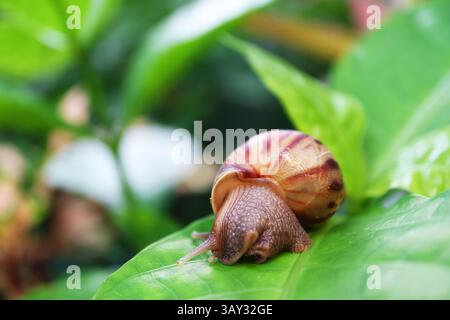 Closeup of a Brown Striped Shell Snail Crawling on Vibrant Green Leaf Stock Photo
