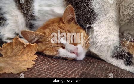 Two cute and funny tomcats sleeping cozy together outdoors Stock Photo