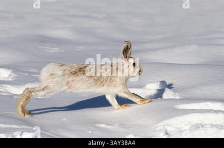 White Snowshoe hare isolated on white background running in snow in Canada Stock Photo