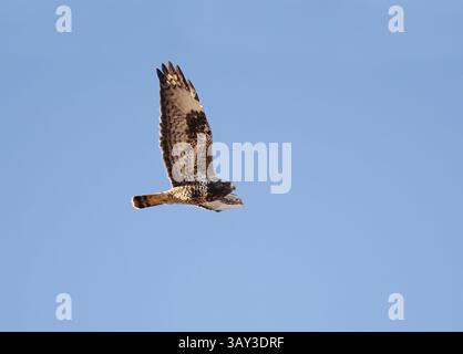 Rough-legged buzzard (Buteo lagopus) flying in the sky in spring. Stock Photo