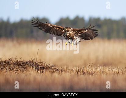 Juvenile white-tailed eagle (Haliaeetus albicilla) landing in the reeds in spring. Stock Photo