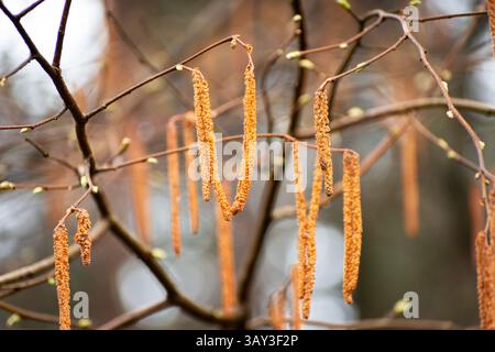 Long hanging catkins on the branches of the tree, spring day Stock Photo