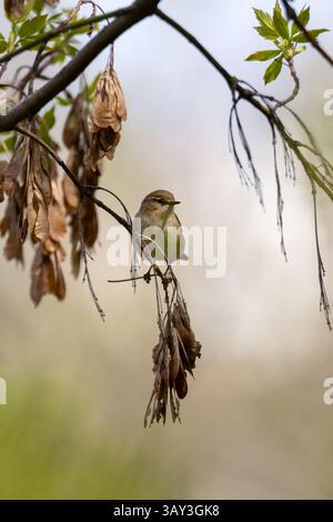 Chiffchaff perched on a branch with maple seeds in natural light. Small wild bird captured in spring setting, showing detailed feathers and soft backg Stock Photo