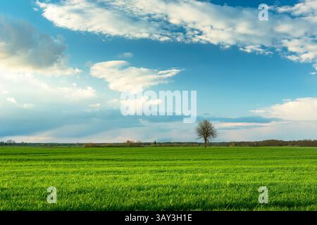 A lonely tree growing in a green field and clouds in the blue sky, Czulczyce, eastern Poland Stock Photo