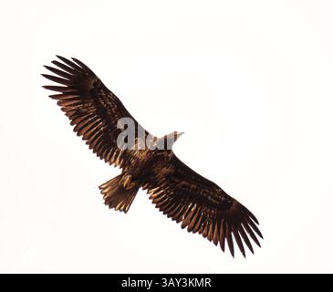 White-tailed eagle (Haliaeetus albicilla) juvenile flying in the sky in spring. Stock Photo