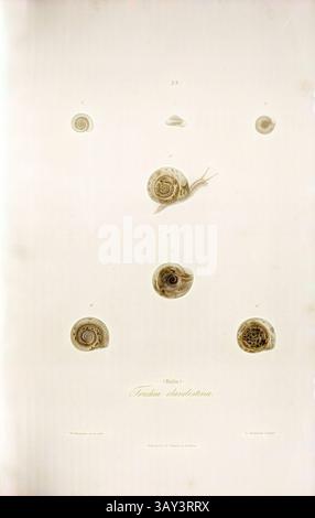 A delicate arrangement of various snail shells, showcasing intricate spiral patterns and textures, set against a soft background., Trichia clandestina Helix, Snail species, Signed: W. Hartmann ad nat., pinx, S. Bühlmeyer Sculps, Printed by J. B. Scherrer, 38, after p. 227, Hartmann, Wilhelm (ad. nat. pinx.); Bühlmeier, Salomon (sc.); Scherrer, J. B. (imp.); Scheitlin & Zollikofer (ed.), 1844, Wilhelm Hartmann: Erd- und Süsswasser-Gasteropoden der Schweiz: mit Zugabe einiger merkwürdigen exotischen Arten. St. Gallen: Verlag von Scheitlin und Zollikofer, 1844, Classic art with a modern twist rei Stock Photo