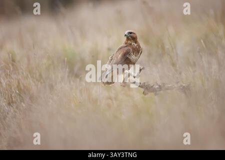 A Common Buzzard perches on a branch in its natural habitat, surrounded by soft grasses. Its piercing gaze epitomizes predator poise and vigilance. Stock Photo