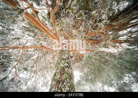 This image captures the snow-covered branches of an Aleppo pine in Guadarrama National Park, Spain. A majestic view from below highlights the intricat Stock Photo