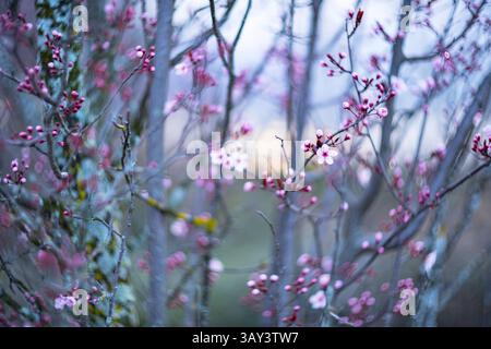 Dreamlike scene of pink cherry blossom buds opening in early spring, with a soft, delicately blurred background enhancing the ethereal beauty of the b Stock Photo