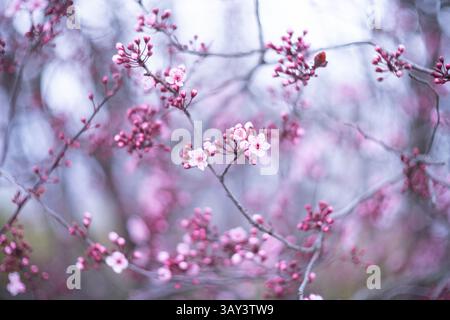 A gentle and serene image capturing delicate cherry blossoms in soft focus set against a dreamy, blurred backdrop of pastel colors. Perfect for convey Stock Photo
