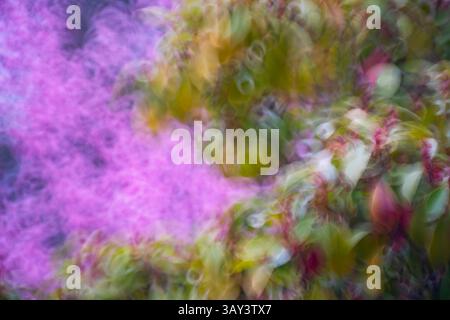 A vibrant abstract image capturing the swirling motion of cherry blossom flowers, blending pink and green hues into a dreamlike scene. Stock Photo
