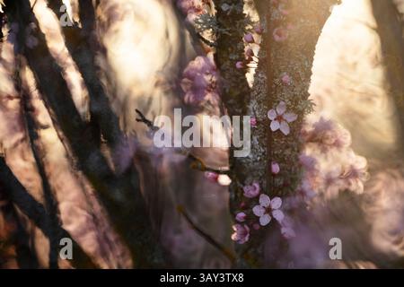 A mystical capture of cherry blossom petals against a sunlit backdrop, creating a dreamlike atmosphere around the tree's bark. Stock Photo