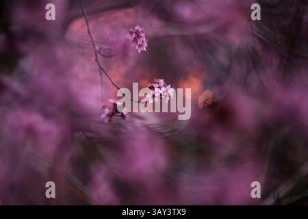 Artistic close-up of cherry blossoms with a soft, blurred background enhancing the delicate pink petals emerging on a serene spring day. Stock Photo