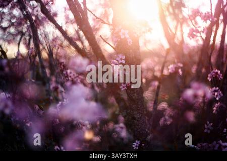 Captivating scene of cherry blossom trees bathed in the warm glow of a setting sun, creating a dreamy, soft-focus effect that highlights the delicate Stock Photo
