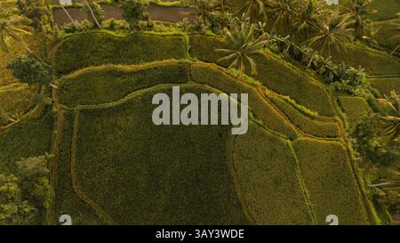 Drone view of vibrant rice terraces with interwoven footpaths and rows of coconut trees in rural Indonesia, illustrating traditional farming patterns Stock Photo