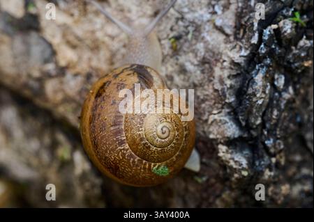 A detailed close-up shot of a snail with a textured, spiral shell, moving slowly over a rugged, mossy rock surface, emphasizing the snail's delicate m Stock Photo