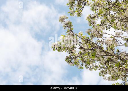 White blossoms on tree branches set against a clear blue sky, scattered with soft clouds. The scene captures the essence of springtime, evoking feelin Stock Photo