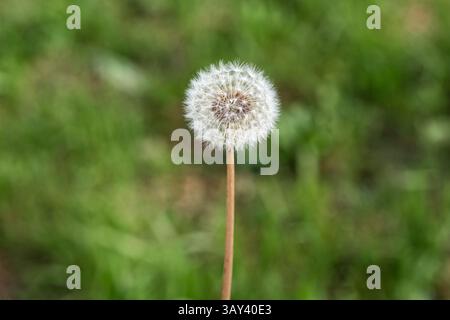 A detailed view of a dandelion seed head, capturing its fluffy white tufts against a vibrant green, blurred background. The image highlights nature de Stock Photo