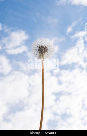 Close up of a single dandelion seed head against a bright blue sky and fluffy white clouds, capturing the delicate structure and serene ambiance of a Stock Photo