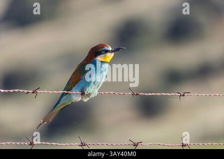 A vivid European bee-eater perches gracefully on rusty barbed wire, set against a softly blurred natural backdrop, highlighting its vibrant plumage. Stock Photo