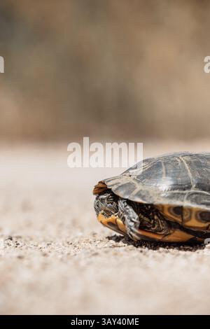 Close-up of a Spanish Pond Turtle resting on sunlit sand, showcasing its detailed shell and head. Ideal for nature, wildlife, and conservation themes. Stock Photo