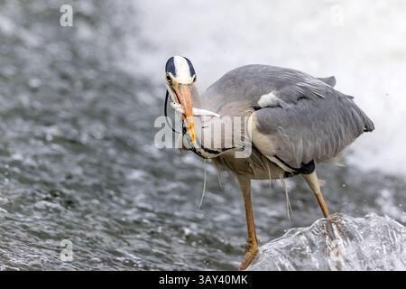 A grey heron skillfully catches a fish in a swiftly flowing river, showcasing its hunting prowess. The bird's sharp focus and elegant stance are captu Stock Photo