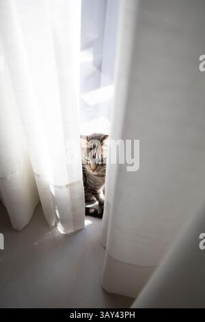 A tabby cat sits quietly, peeking through white curtains with gentle sunlight filtering through. The serene indoor setting highlights the cat's curiou Stock Photo