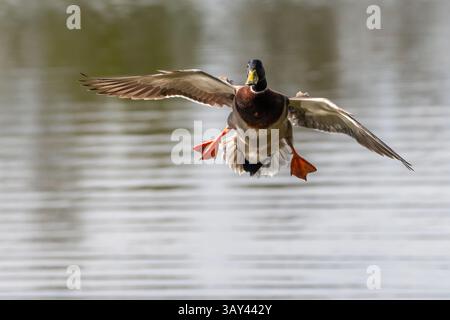 Male mallard (Anas platyrhynchos) coming in to land on a loch, Fife, Scotland Stock Photo