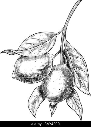 Black and white vector illustration of a Lemon branch with leaves and Fruits in hand drawn engraving style. Monochrome linear drawing of citrus plant for food packaging, juice labels and recipe books. Stock Vector