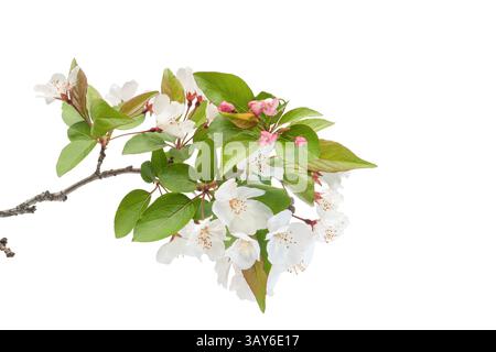 Cherry Tree Branch in Bloom on a White Background Stock Photo