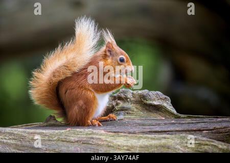 British native red squirrel sitting on a log eating - Brownsea Island Stock Photo