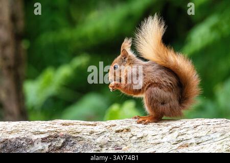 British native red squirrel sitting on a log eating - Brownsea Island Stock Photo