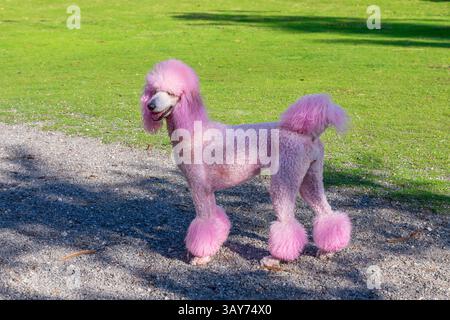 Photo of a pink poodle, poodle dyed in pink in a dog park in Florida Stock Photo