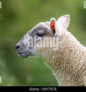 Head shot of a young lamb agains a green backgroun - (European mouflon (Ovis aries musimon) Stock Photo