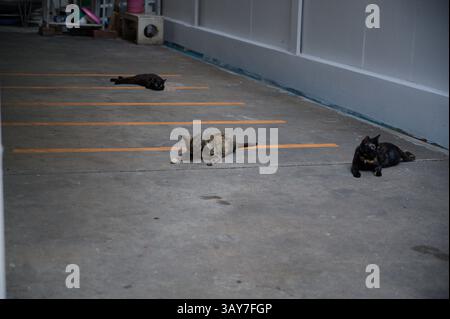 Three relaxed cats have claimed their spots in an empty parking lot Stock Photo