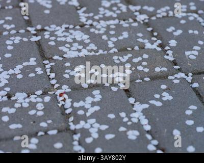 Apricot petals lying on paving tiles outside Stock Photo