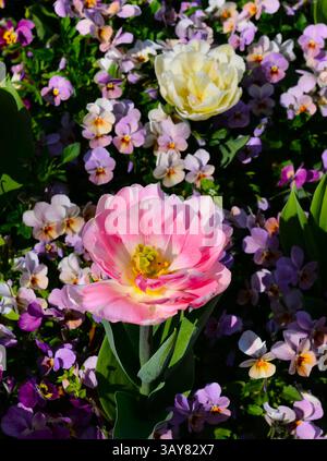 Wonderful Easter Tulips Stock Photo