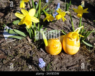 Bright yellow daffodils (Narcissus pseudonarcissus) and orange-yellow decorated Easter eggs rest on soil, creating a vibrant spring scene. Small purpl Stock Photo
