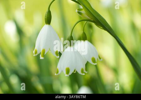 Leucojum aestivum 'Gravetye Giant. Giant snowflake Stock Photo