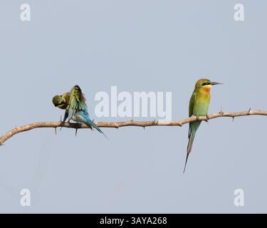 A pair of Blue-tailed Bee-eaters perched on a wire in Yala national Park, Sri Lanka Stock Photo