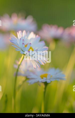 daisies at sunset in the garden Stock Photo Alamy