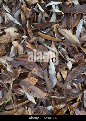 The image shows a close-up, top-down view of fallen leaves lying on the ground. The leaves are dry and curled, featuring a mix of brown, yellow, beige Stock Photo