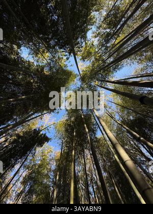 This image shows an upward view from the ground inside a dense bamboo forest. Tall bamboo stalks extend vertically, converging toward the center of th Stock Photo