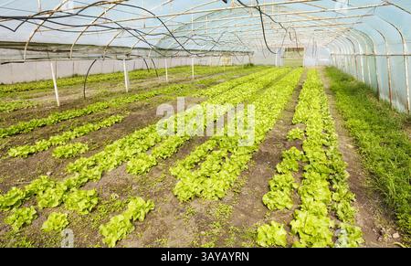Organic vegetables grown in a foil tunnel. Stock Photo