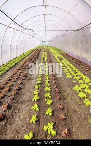 Organic vegetables grown in a foil tunnel. Stock Photo