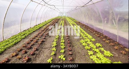 Organic vegetables grown in a foil tunnel. Stock Photo