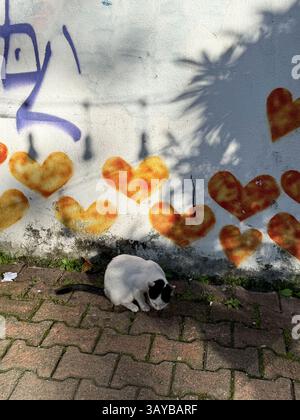 This photo captures a white cat with black spots sitting on a red brick pavement. Behind the cat, there's a white painted wall decorated with orange h Stock Photo