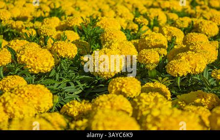 Yellow Tagetes Patula French Marigold in bloom, fluffy yellow flowers, green leaves plant in full bloom. Stock Photo