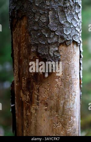 An old pine tree with markings in its trunk due to insects. Stock Photo